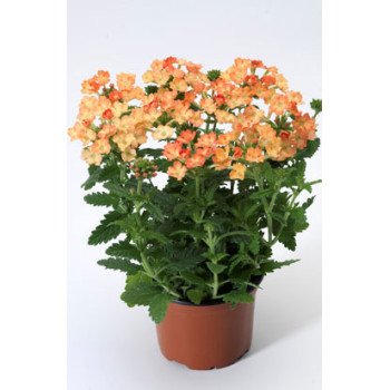 Вербена Обсешн F1 абрикосовая (apricot) /100 семян/ *Syngenta*