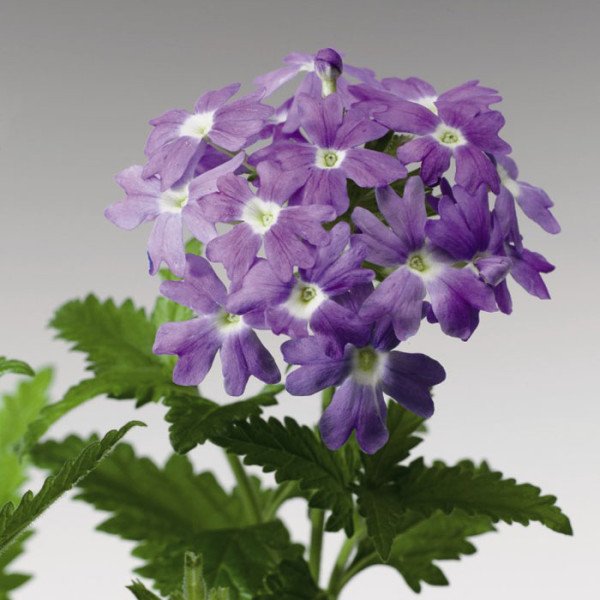 Насіння вербени Обсешн F1 синя з вічком (blue with eye) /100 насінин/ *Syngenta*