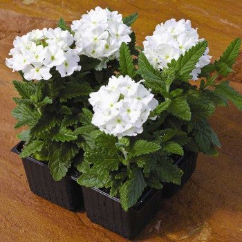 Вербена Тускани F1 белая (white) /100 семян/ *Syngenta*