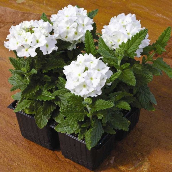 Насіння вербени Тускані F1 біла (white) /100 насінин/ *Syngenta*