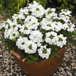 Вербена Тускани F1 белая (white) /100 семян/ *Syngenta*