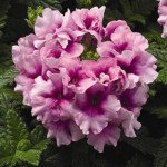 Вербена Тускани F1 орхид фрост /100 семян/ *Syngenta*