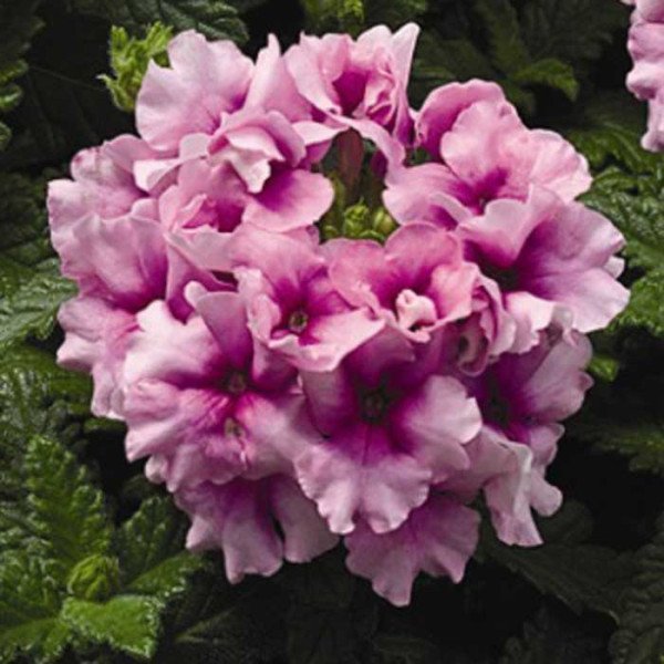 Насіння вербени Тускані F1 орхід фрост /100 насінин/ *Syngenta*