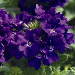 Вербена Тускані F1 синя (blue) /100 насінин/ *Syngenta*