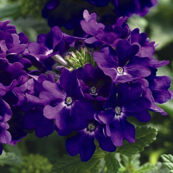 Насіння вербени Тускані F1 синя (blue) /100 насінин/ *Syngenta*