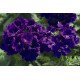 Насіння вербени Тускані F1 синя (blue) /100 насінин/ *Syngenta*
