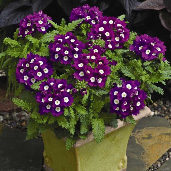 Насіння вербени Тускані F1 фіолетова з вічком (violet with eye) /100 насінин/ *Syngenta*