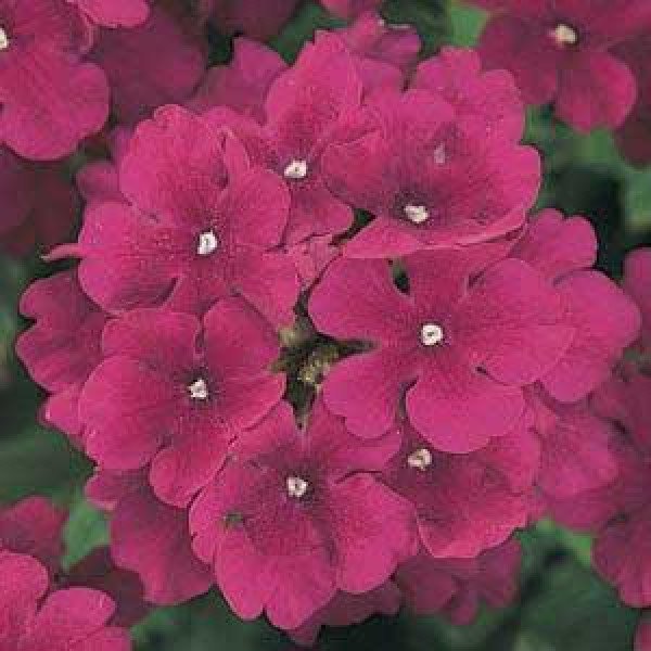 Насіння вербени Кварц XP F1 бургунді (burgundy) /100 насінин/ *Pan American*