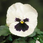 Виола Целло белая с глазком /100 семян/ *Hem Genetics*