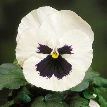 Віола Целло біла з вічком /100 насінин/ *Hem Genetics*