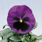 Віола Целло блакитна з вічком /100 насінин/ *Hem Genetics*