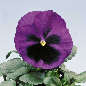 Віола Целло блакитна з вічком /100 насінин/ *Hem Genetics*