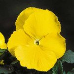 Віола Целло жовта /100 насінин/ *Hem Genetics*