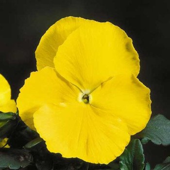 Віола Целло жовта /100 насінин/ *Hem Genetics*