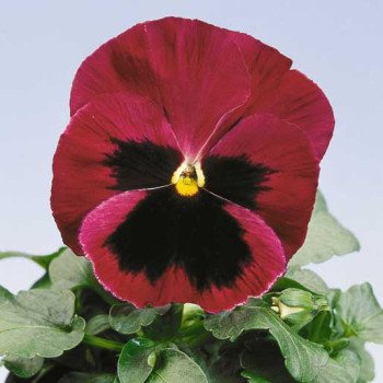 Віола Целло червона з вічком /100 насінин/ *Hem Genetics*