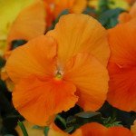 Виола Целло оранжевая /100 семян/ *Hem Genetics*