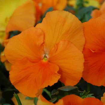 Віола Целло помаранчева /100 насінин/ *Hem Genetics*
