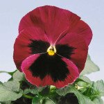 Віола Целло рожева з вічком /100 насінин/ *Hem Genetics*