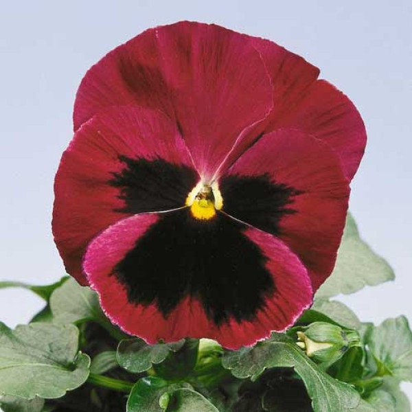 Насіння віоли Целло рожева з вічком /100 насінин/ *Hem Genetics*