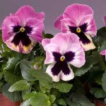 Віола Целло рожева з прожилками /100 насінин/ *Hem Genetics*