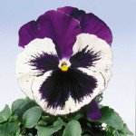 Віола Целло синя борода /100 насінин/ *Hem Genetics*