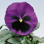 Виола Целло синяя с глазком /100 семян/ *Hem Genetics*