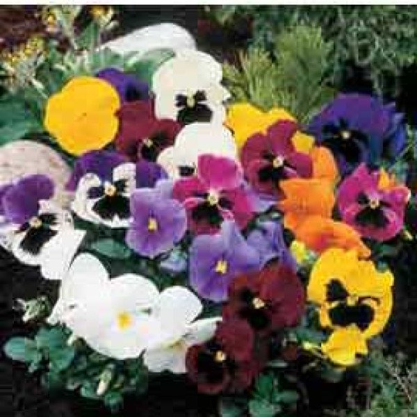 Насіння віоли Целло суміш /100 насінин/ *Hem Genetics*