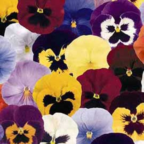 Насіння віоли Магістраль суміш /1.000 насінин/ *Hem Genetics*