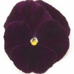 Віола Матрікс F1 темно-пурпурна (deep purple) /100 насінин/ *Pan American*