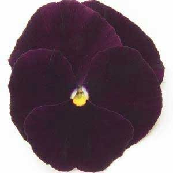 Насіння віоли Матрікс F1 темно-пурпурна (deep purple) /100 насінин/ *Pan American*