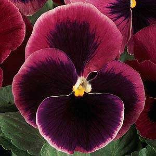 Насіння віоли XXL F1 рожева з вічком /100 насінин/ *Pan American*