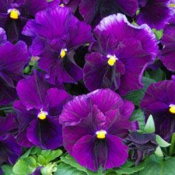 Віола Фіззі F1 виноградна /100 насінин/ *Pan American*