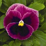 Віола Маммут F1 пінк беррі (pink berry) /100 насінин/ *Syngenta*