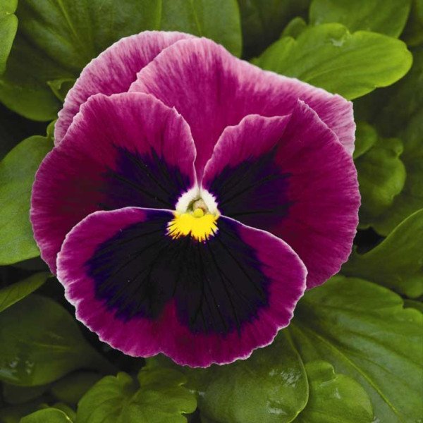 Насіння віоли Маммут F1 пінк беррі (pink berry) /100 насінин/ *Syngenta*