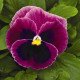 Насіння віоли Маммут F1 пінк беррі (pink berry) /100 насінин/ *Syngenta*