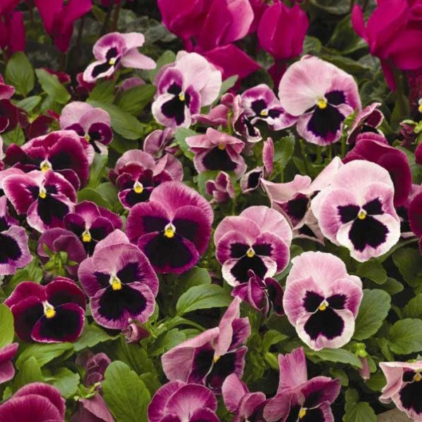 Насіння віоли Маммут F1 пінк беррі (pink berry) /100 насінин/ *Syngenta*