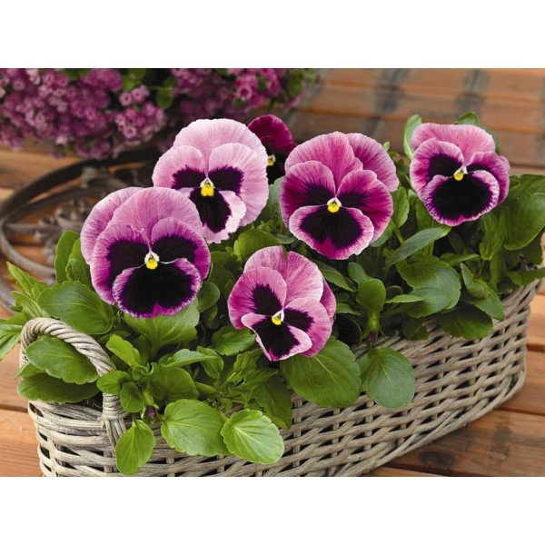 Насіння віоли Маммут F1 пінк беррі (pink berry) /100 насінин/ *Syngenta*