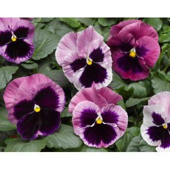 Віола Маммут F1 пінк беррі (pink berry) /100 насінин/ *Syngenta*