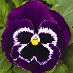 Віола Маммут F1 віва ла вайлет (viva la violet) /100 насінин/ *Syngenta*