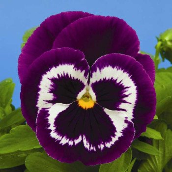 Виола Маммут F1 вива ла вайлет (viva la violet) /100 семян/ *Syngenta*