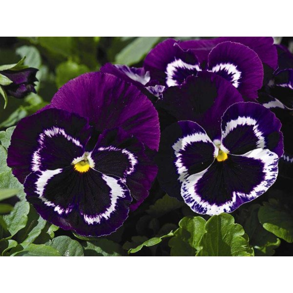 Насіння віоли Маммут F1 віва ла вайлет (viva la violet) /100 насінин/ *Syngenta*