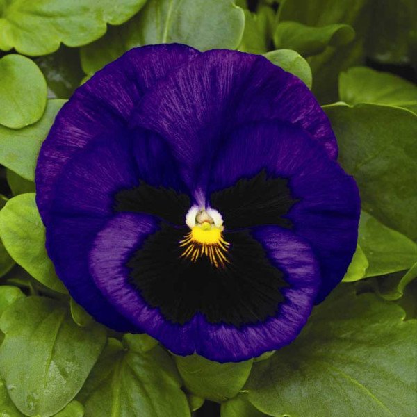 Насіння віоли Маммут F1 блу ті фул (blue-ti-ful) /100 насінин/ *Syngenta*