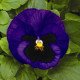 Насіння віоли Маммут F1 блу ті фул (blue-ti-ful) /100 насінин/ *Syngenta*