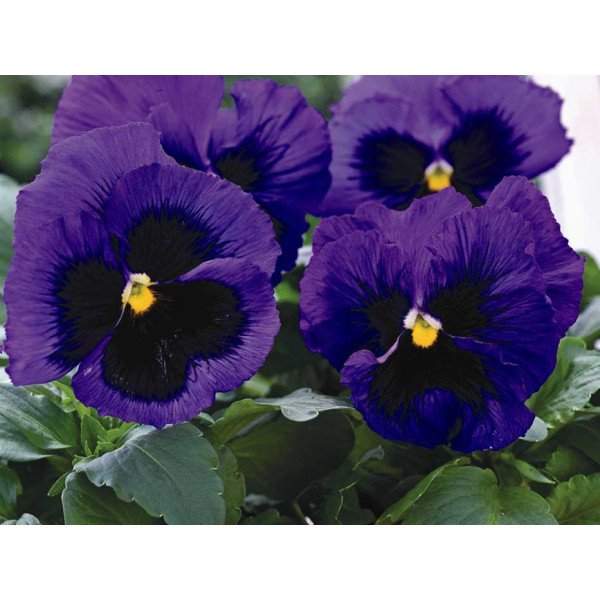 Насіння віоли Маммут F1 блу ті фул (blue-ti-ful) /100 насінин/ *Syngenta*