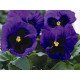 Насіння віоли Маммут F1 блу ті фул (blue-ti-ful) /100 насінин/ *Syngenta*