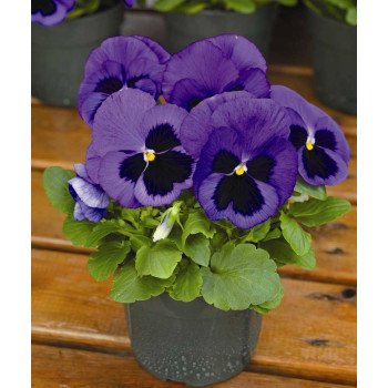 Виола Маммут F1 блу ти фул (blue-ti-ful) /100 семян/ *Syngenta*