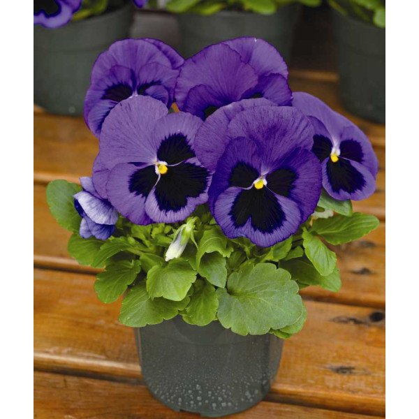 Насіння віоли Маммут F1 блу ті фул (blue-ti-ful) /100 насінин/ *Syngenta*