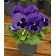 Насіння віоли Маммут F1 блу ті фул (blue-ti-ful) /100 насінин/ *Syngenta*