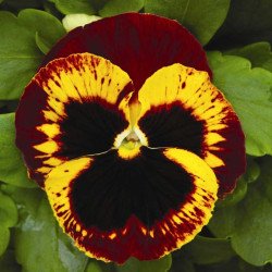 Віола Маммут F1 он фаєр (on fire) /100 насінин/ *Syngenta*