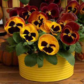 Виола Маммут F1 он фаер (on fire) /100 семян/ *Syngenta*